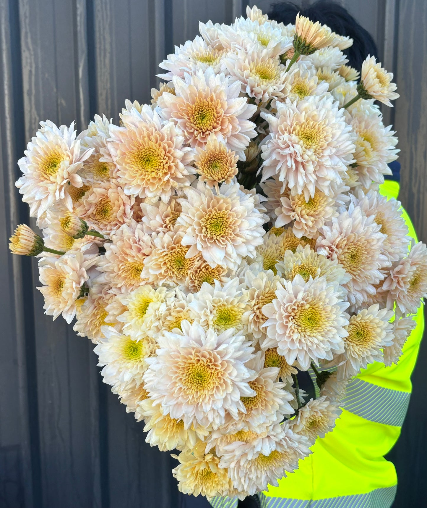 Heirloom Chrysanthememum
