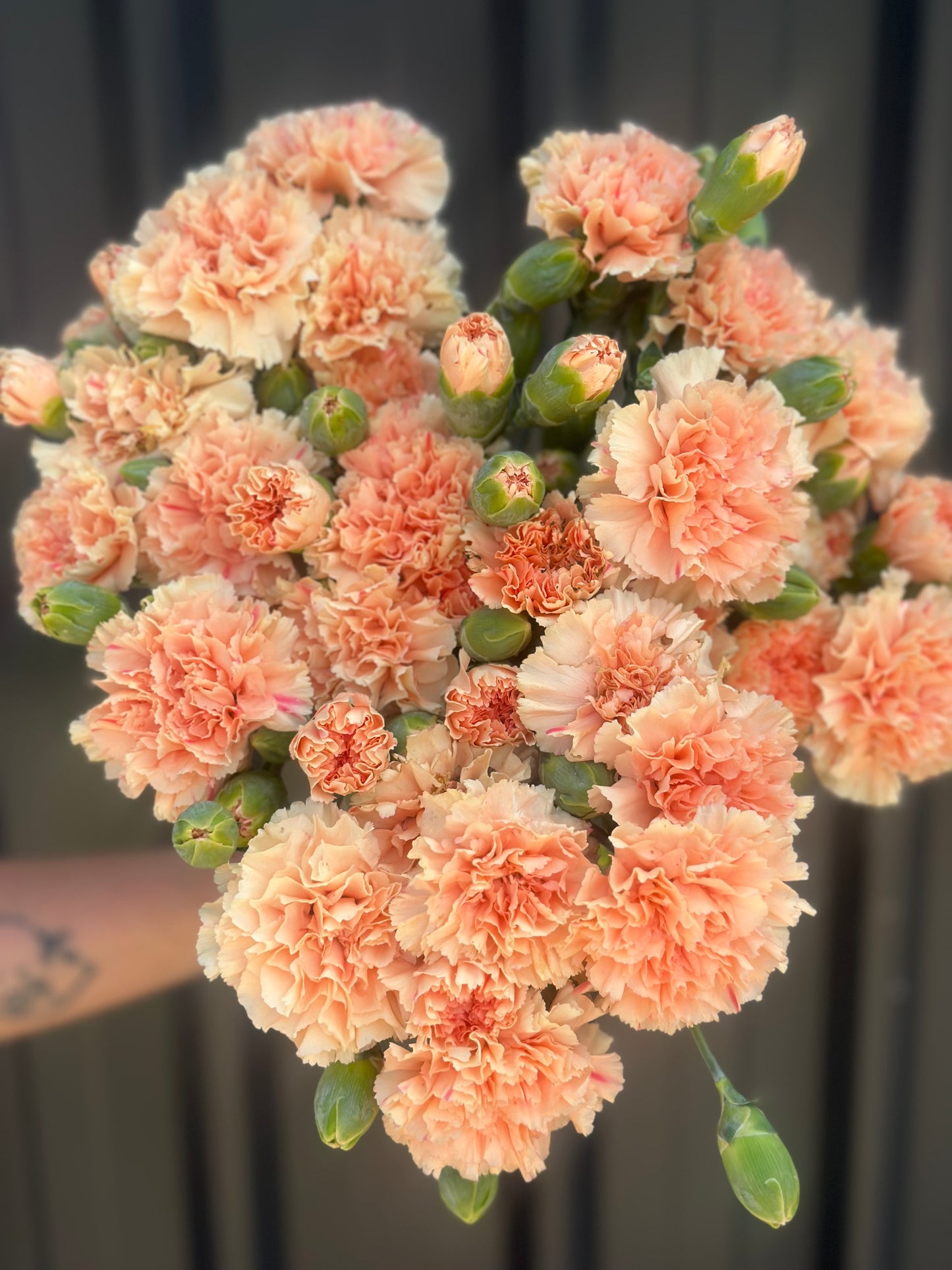 Carnations