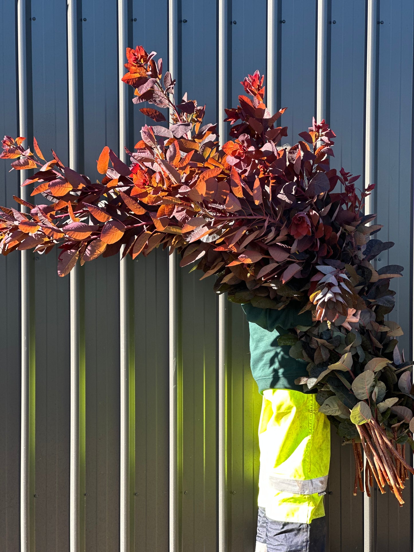 Smokebush