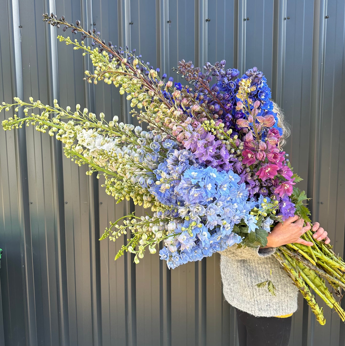 Delphinium