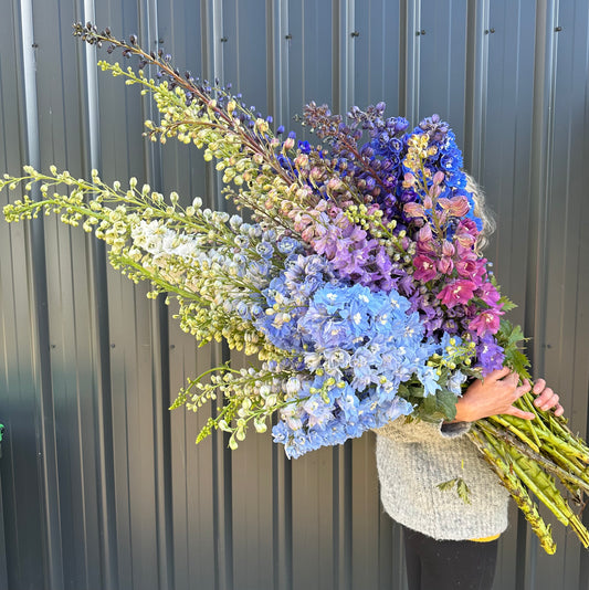 Delphinium