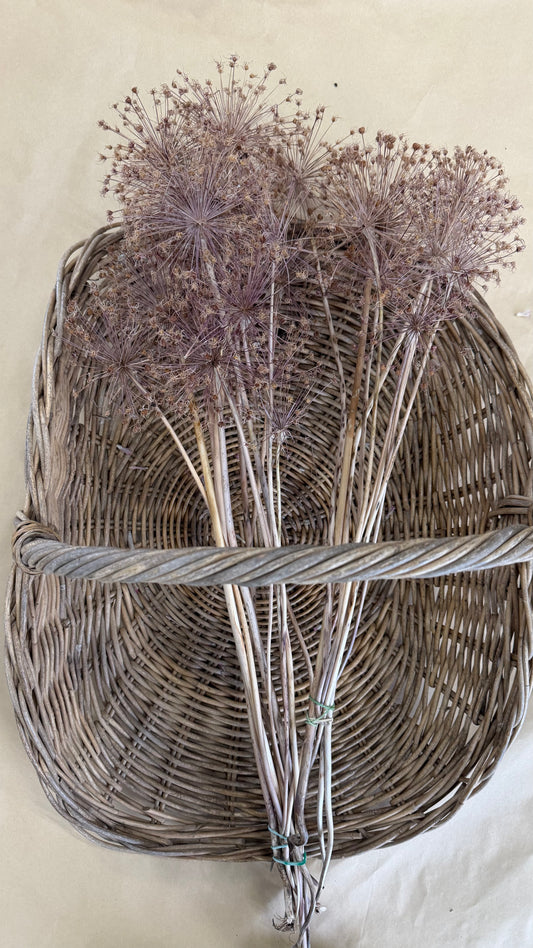 Dried Allium