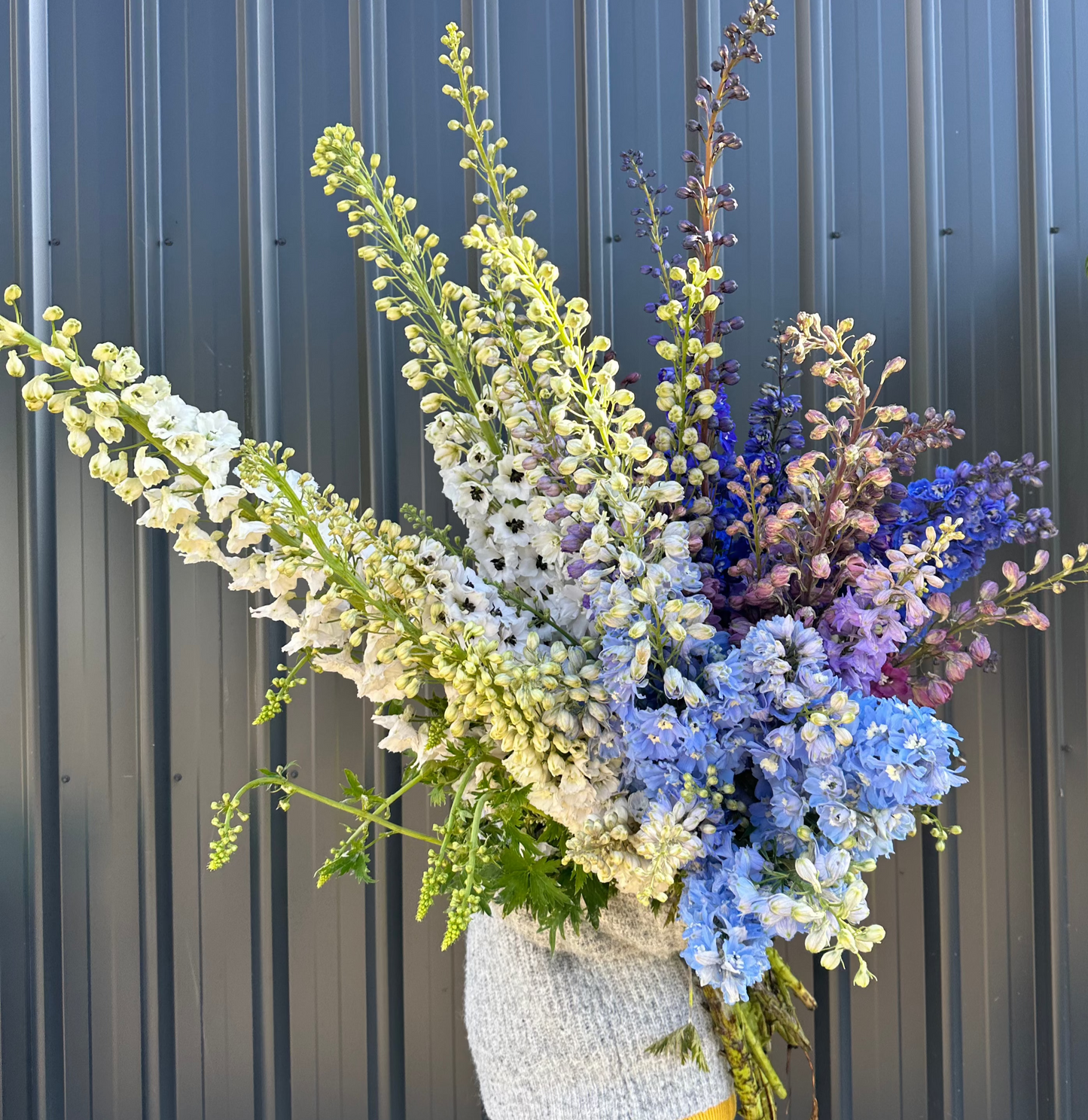 Delphinium