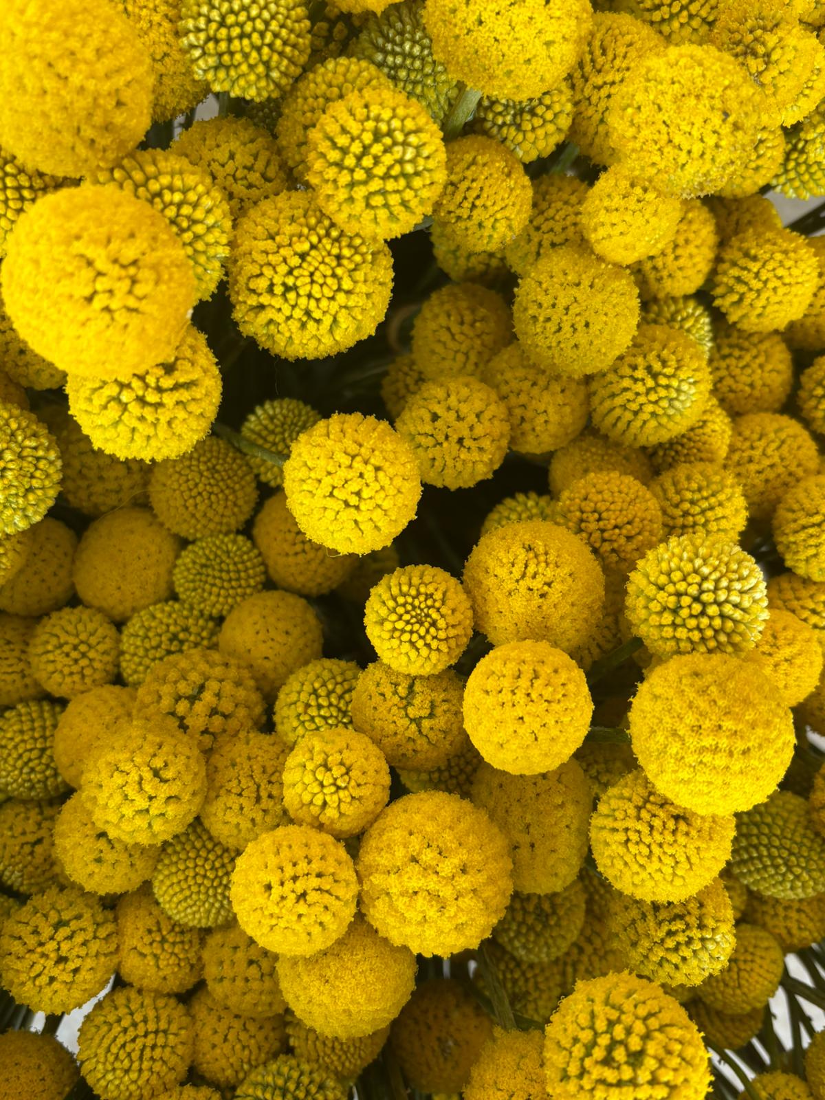 Billy Buttons