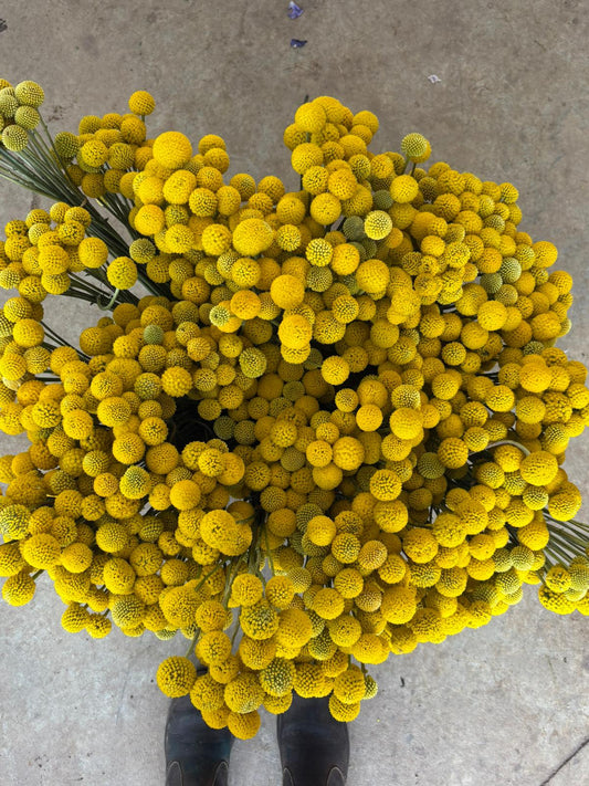 Billy Buttons