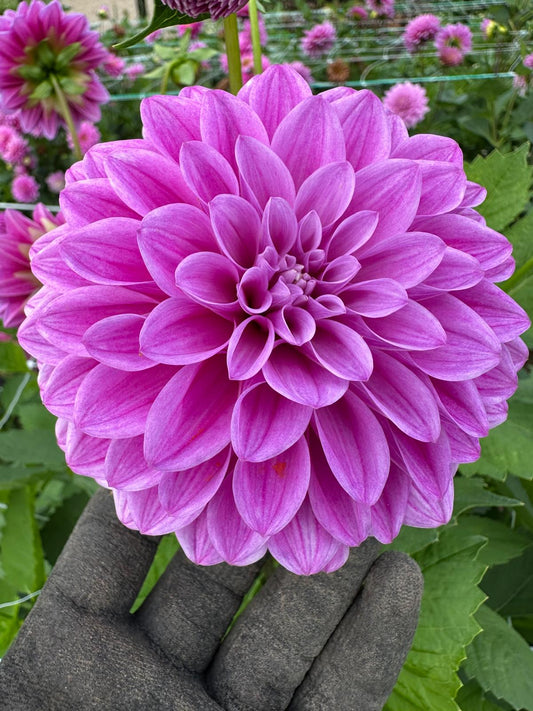 Florelie Jeanette Tuber