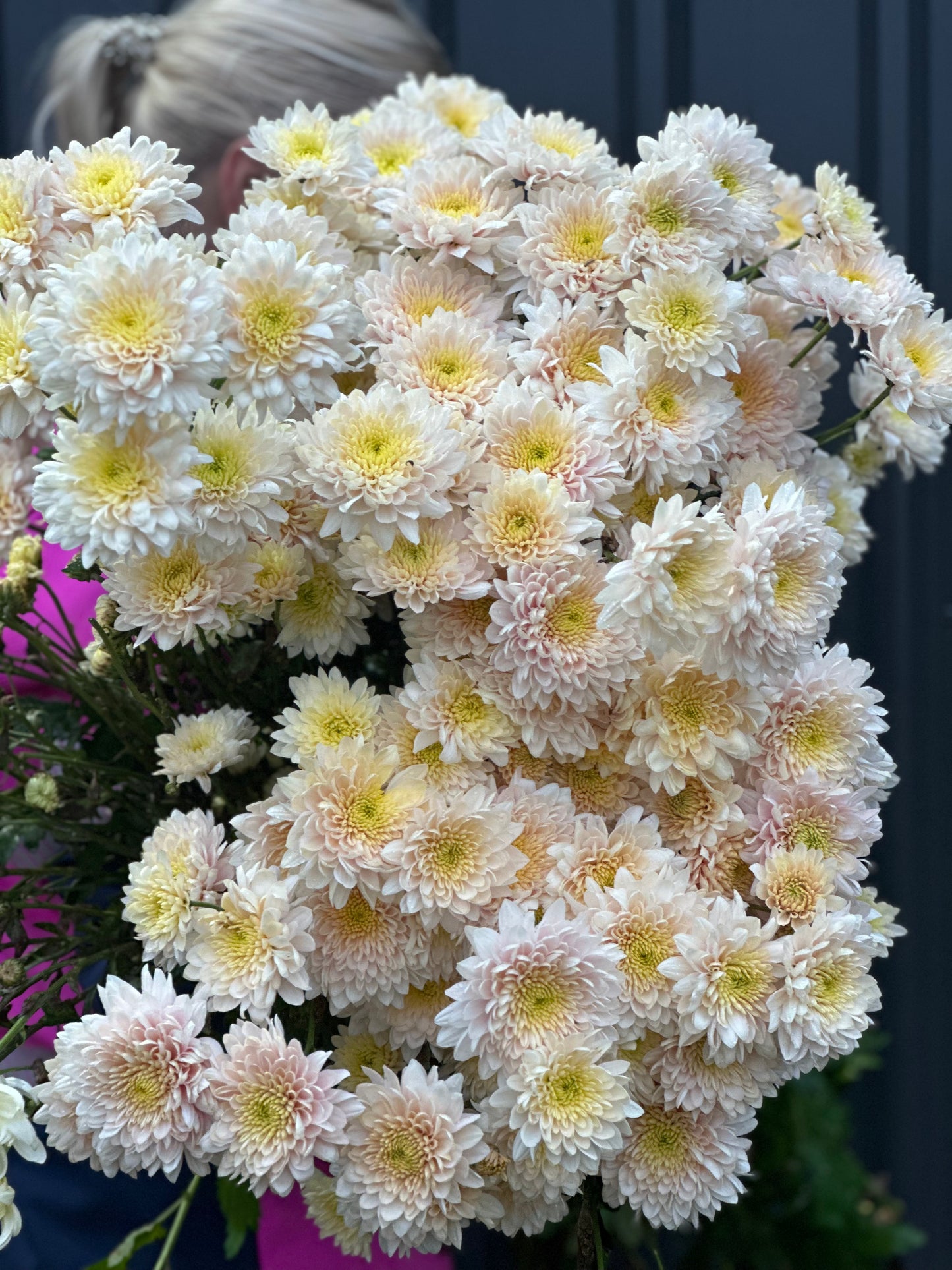 Heirloom Chrysanthememum