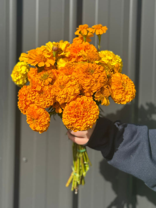 Marigolds