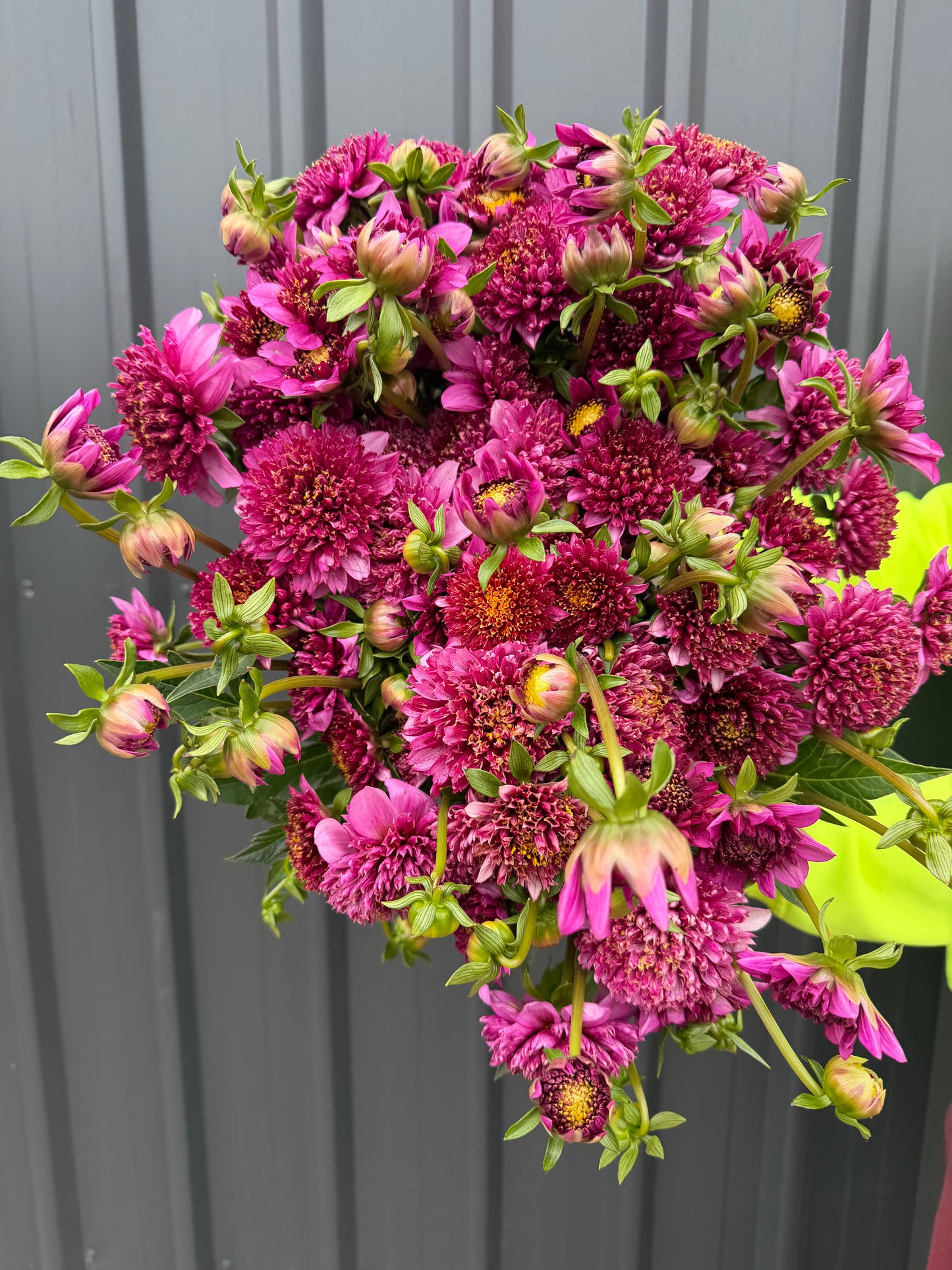 Dahlia