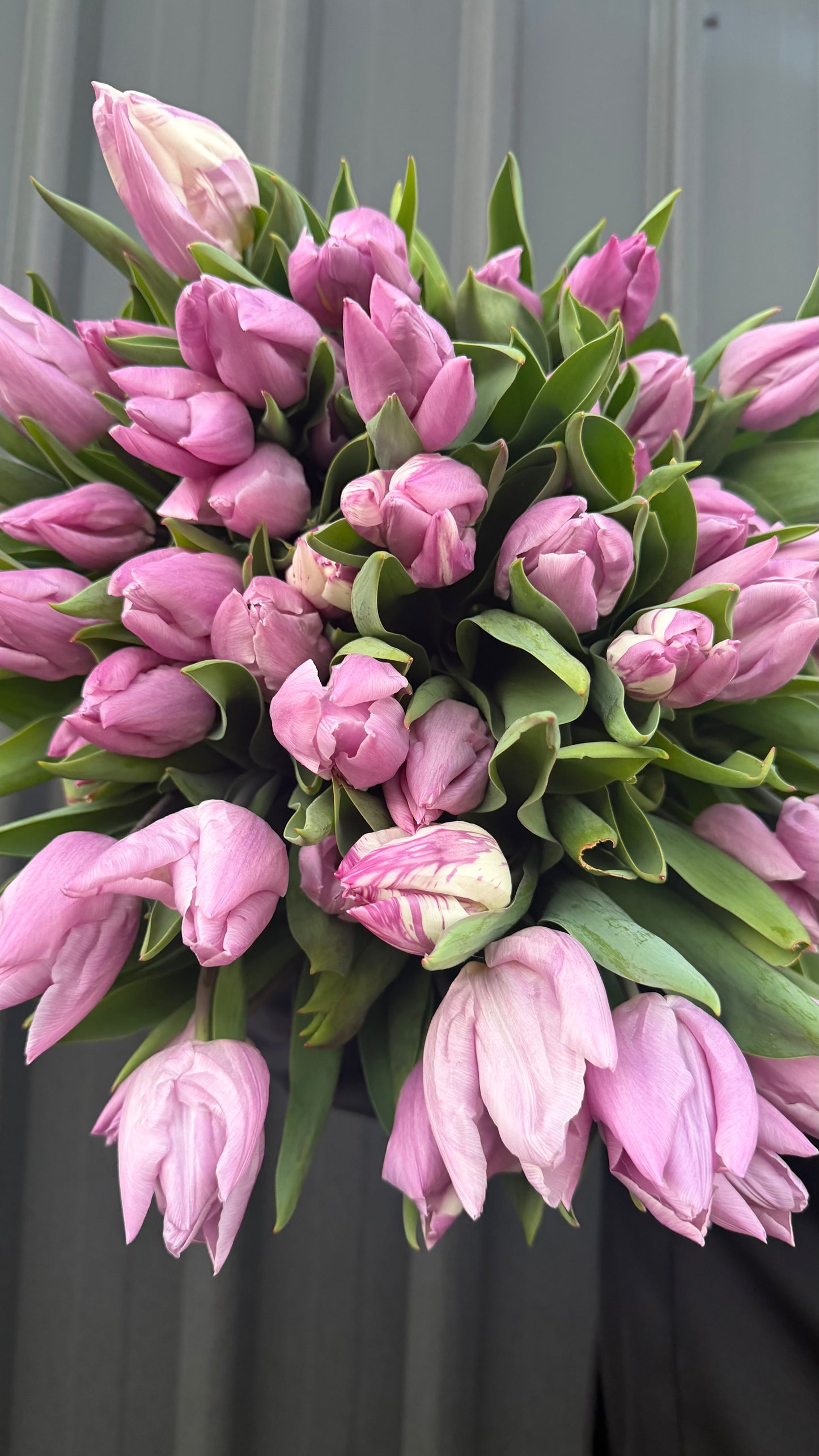 Tulips