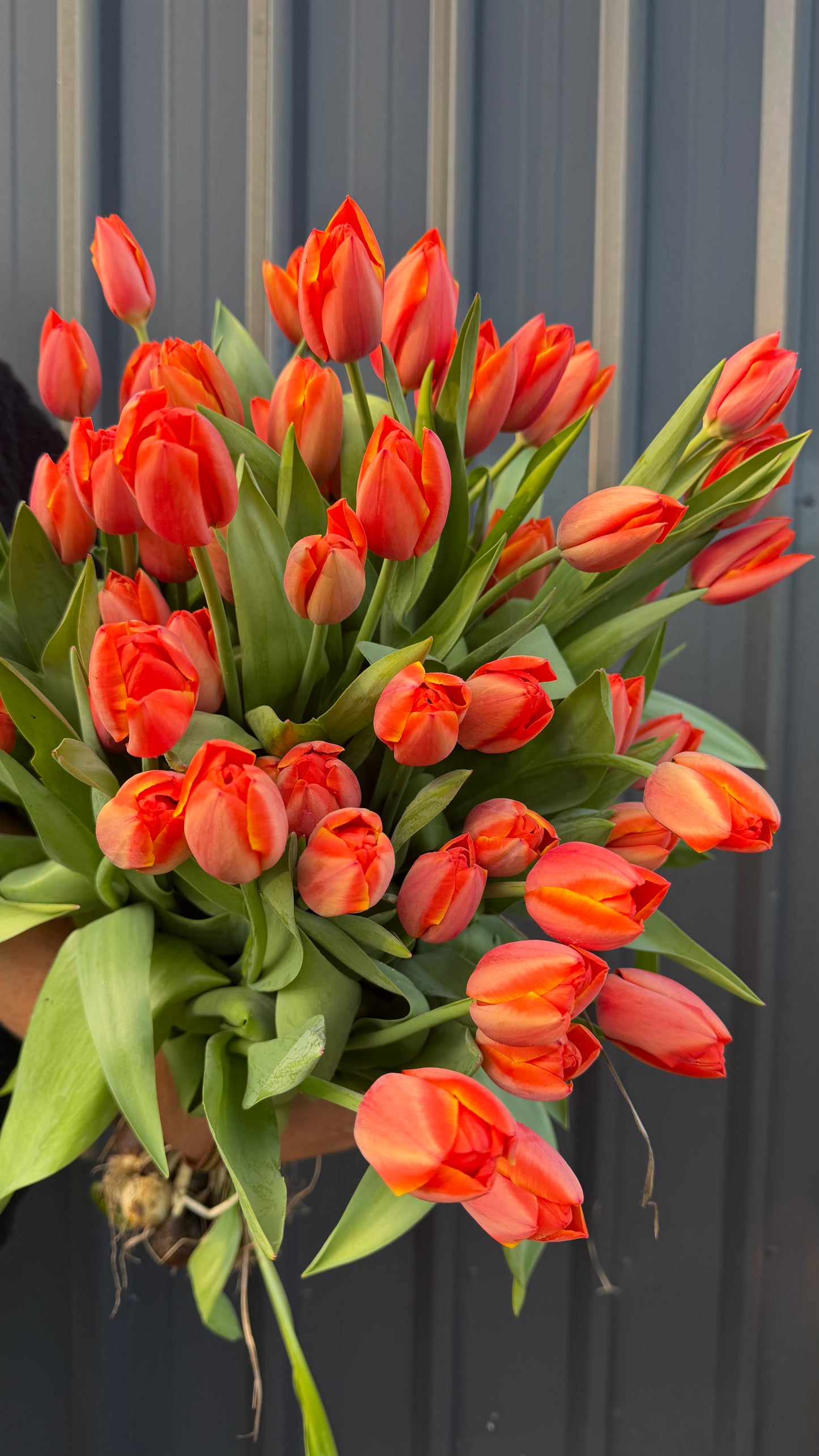Tulips