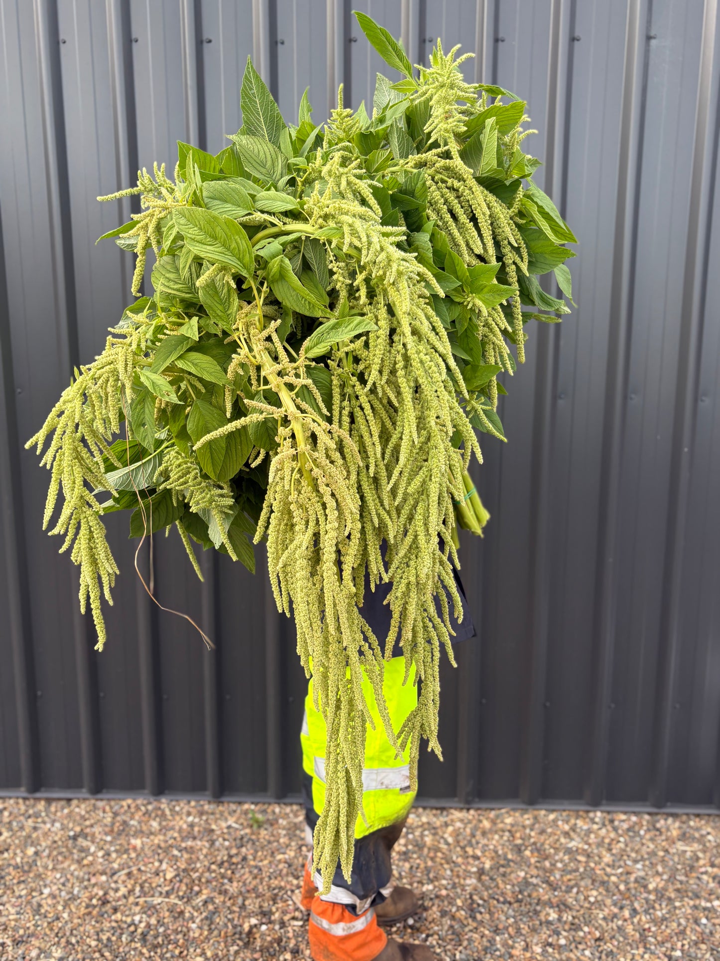 Amaranth