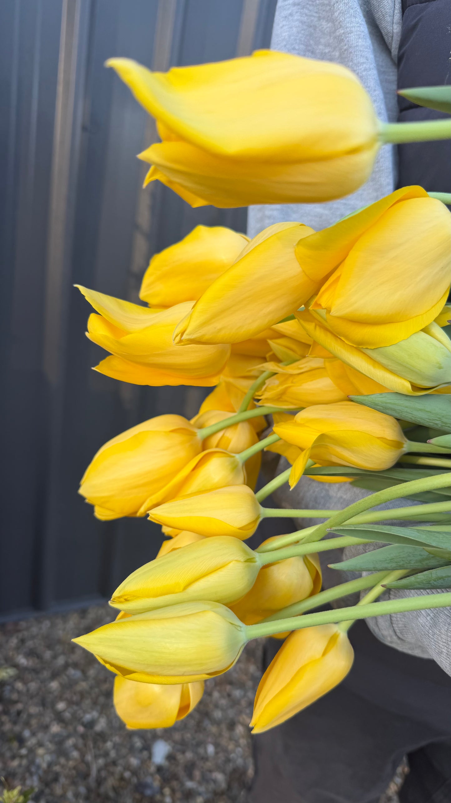 Tulips
