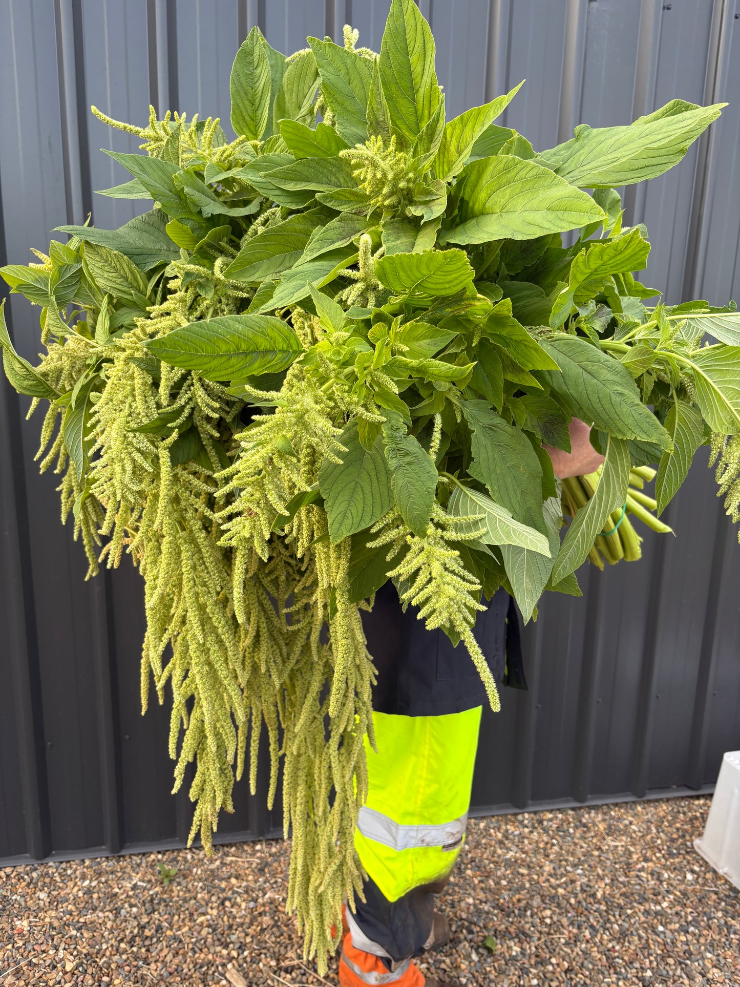 Amaranth