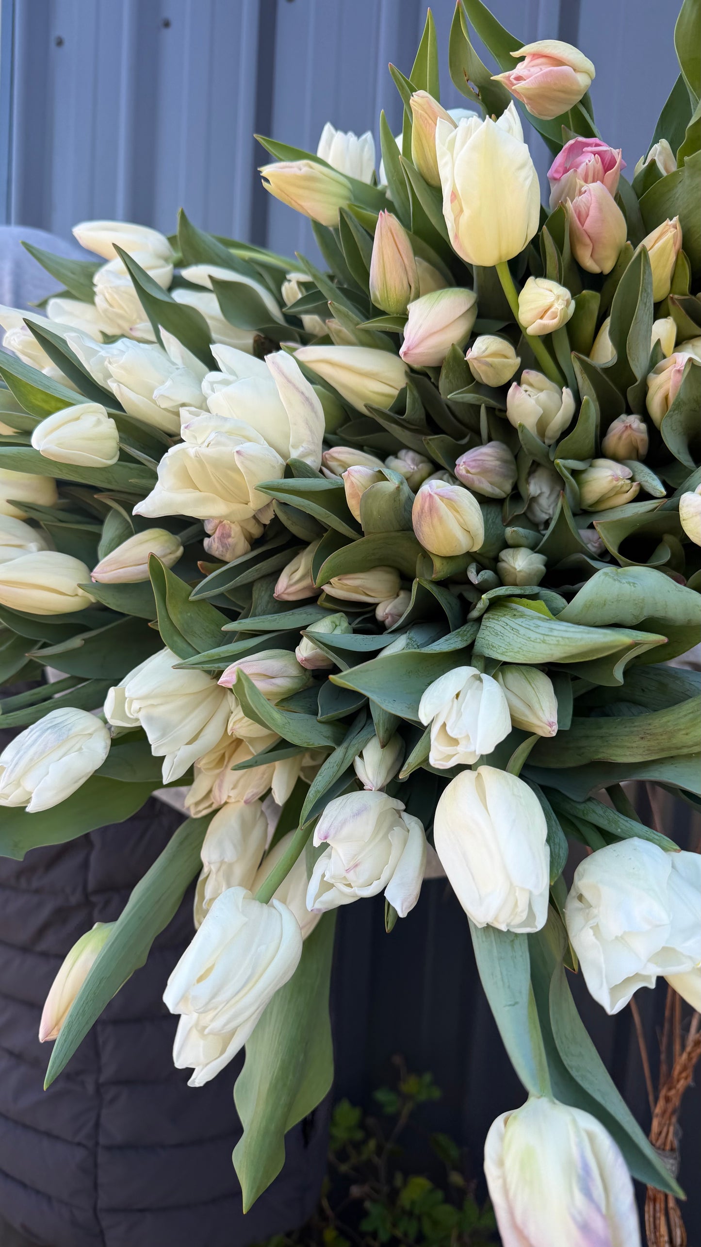 Tulips