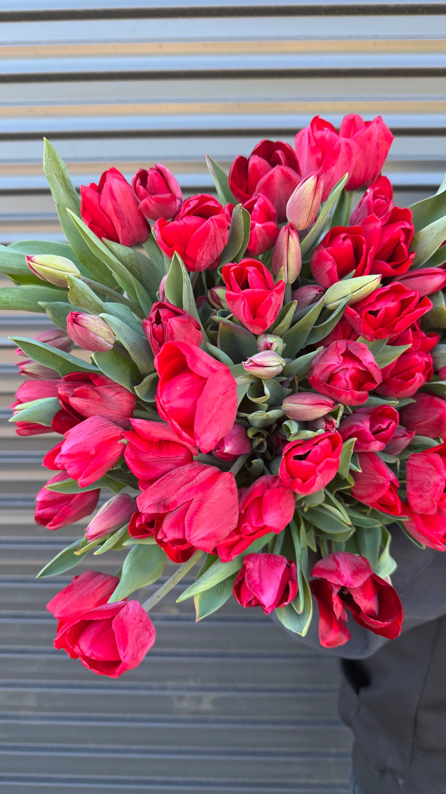 Tulips
