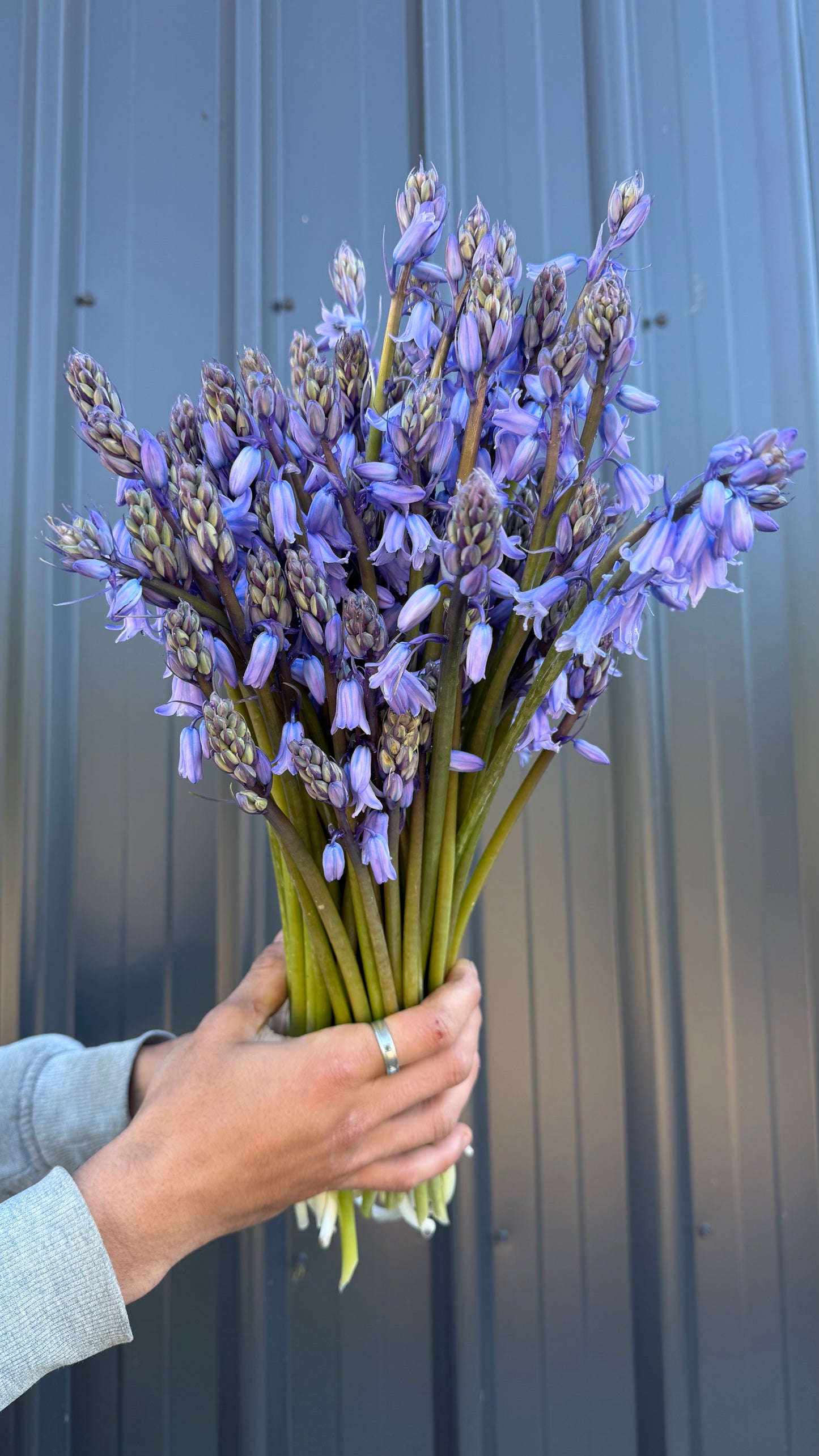 Blue Bells