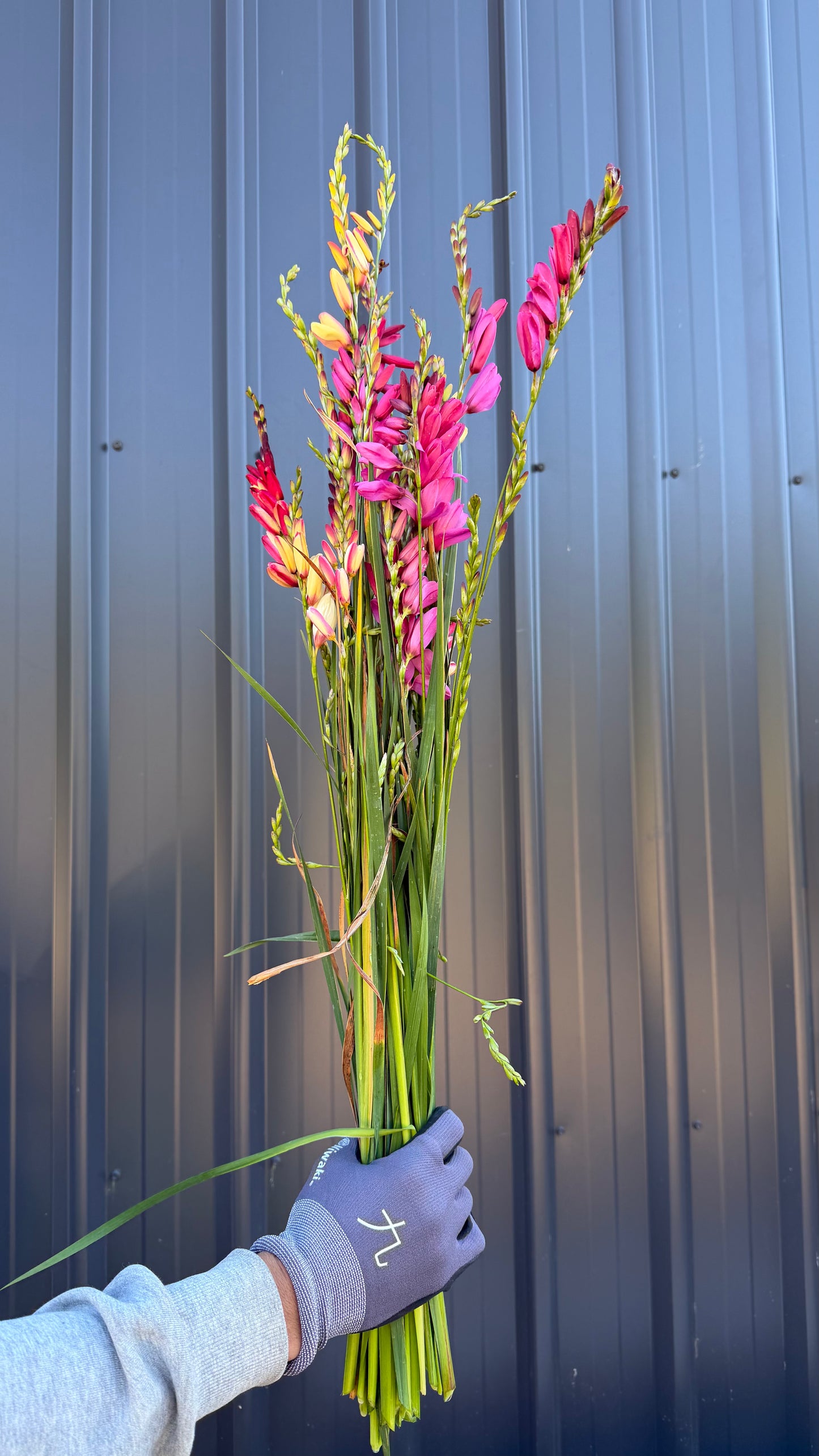Ixia