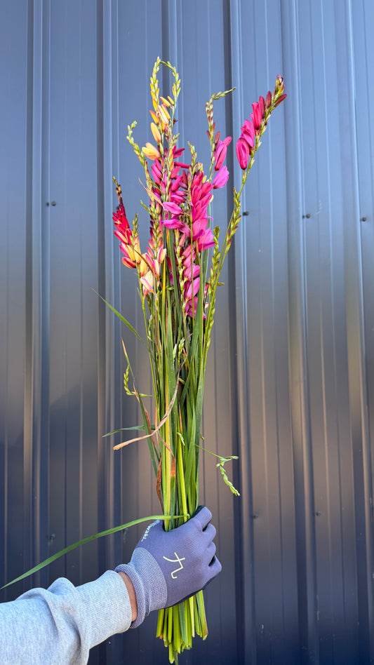 Ixia