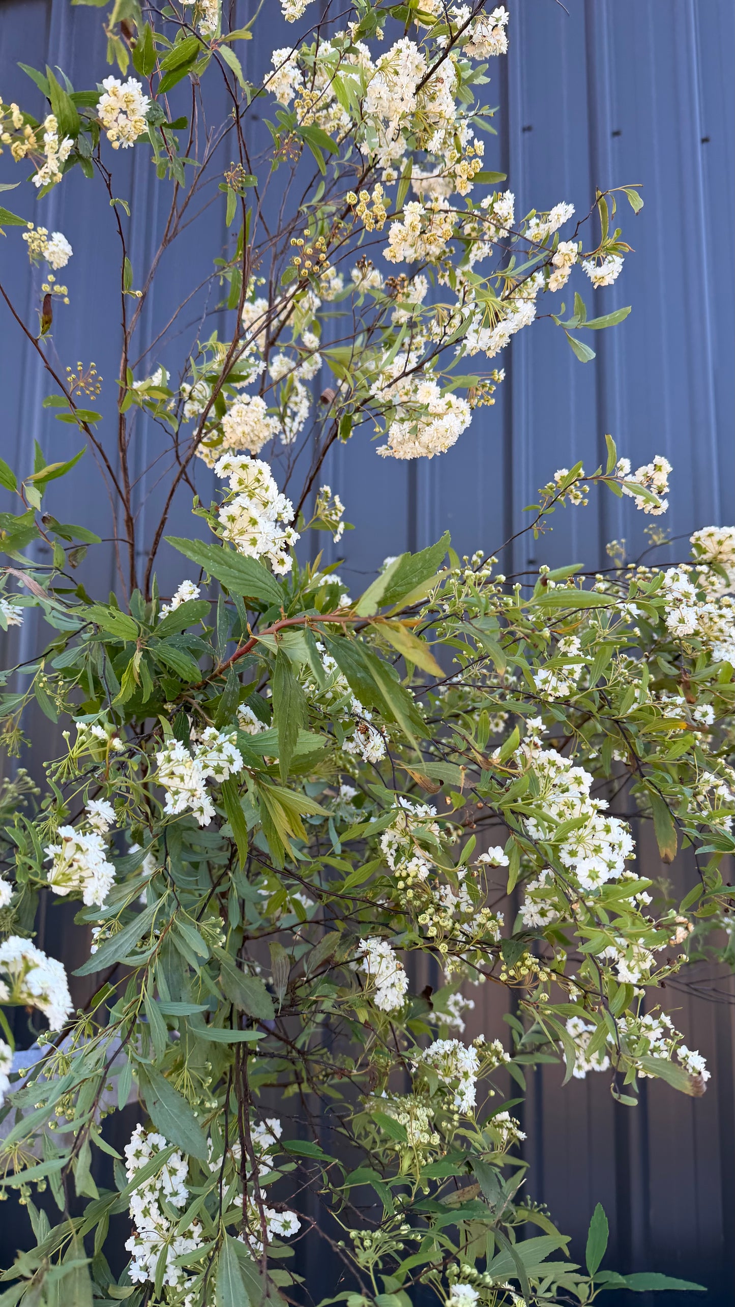 May Bush