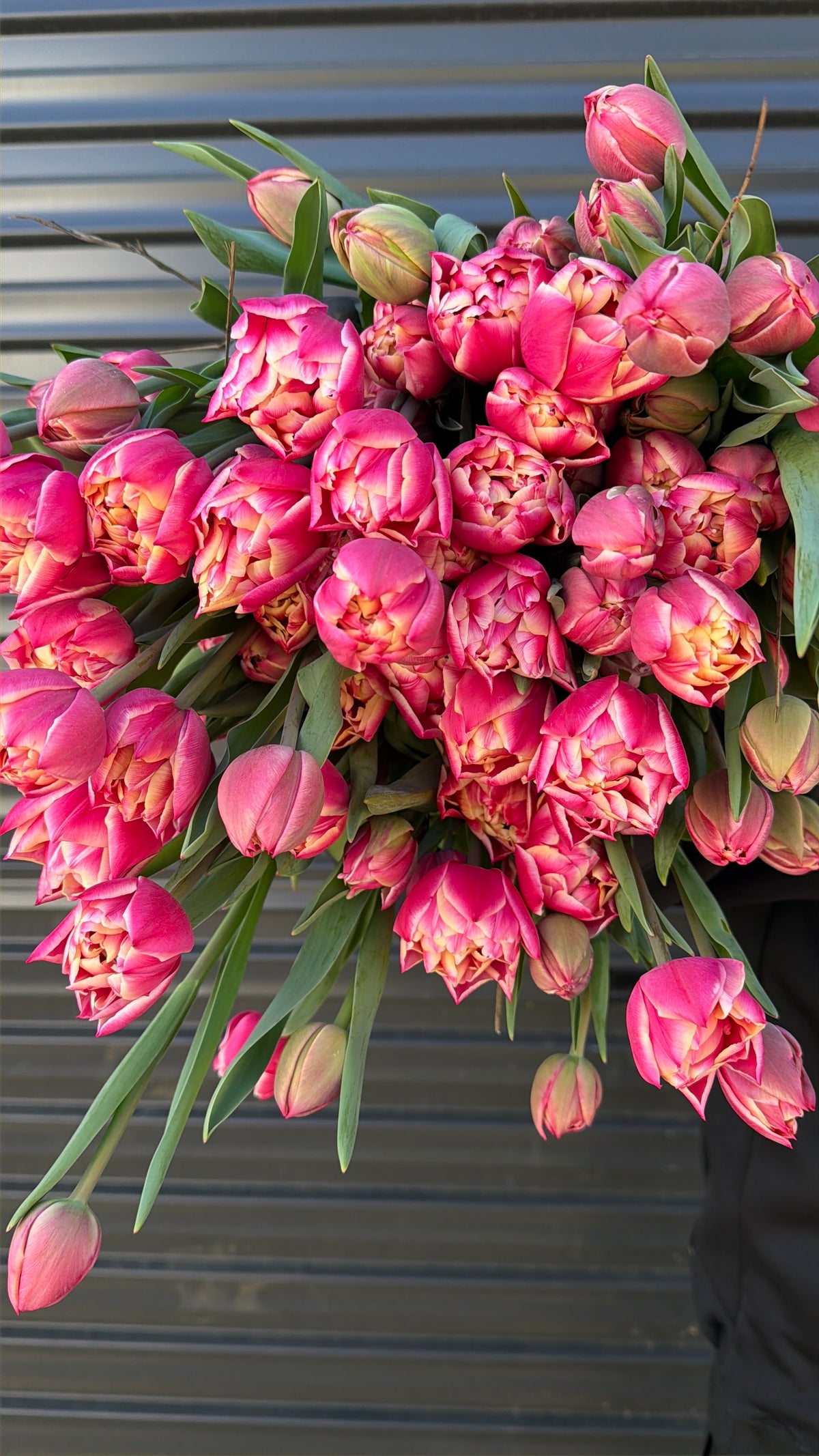 Tulips