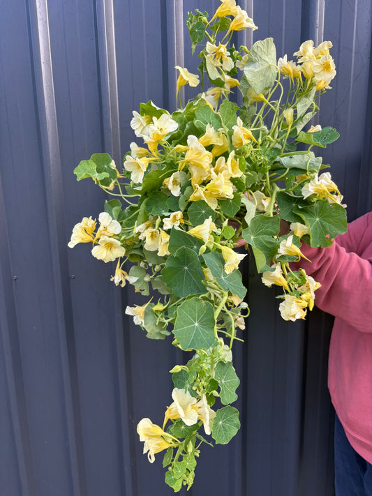 Nasturtium