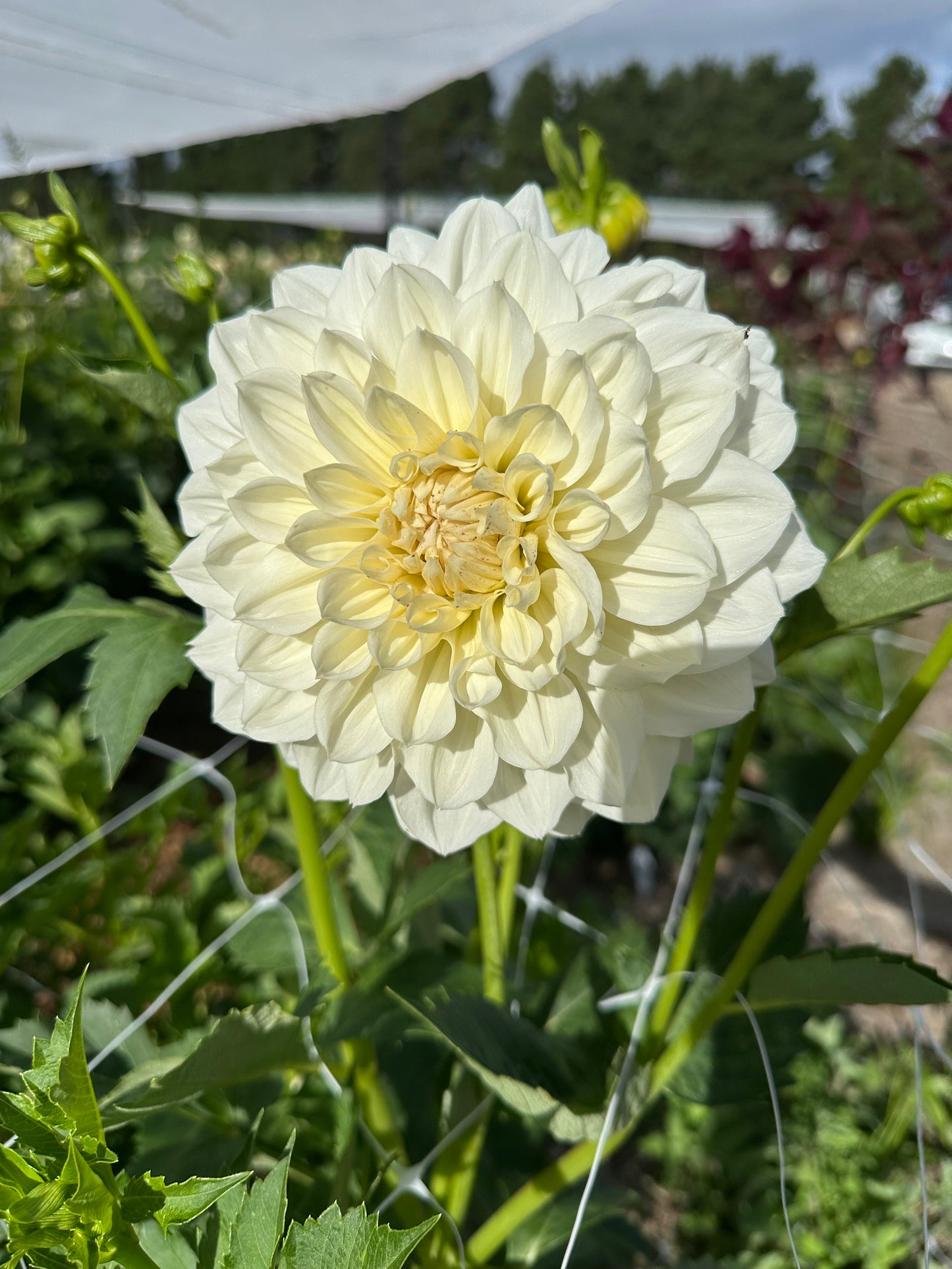 Dahlia Tubers