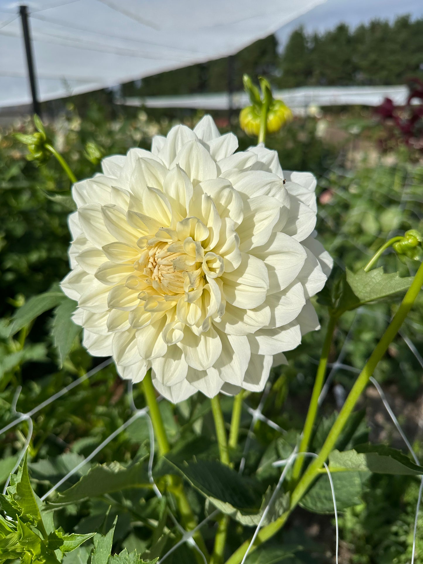 Dahlia Tubers