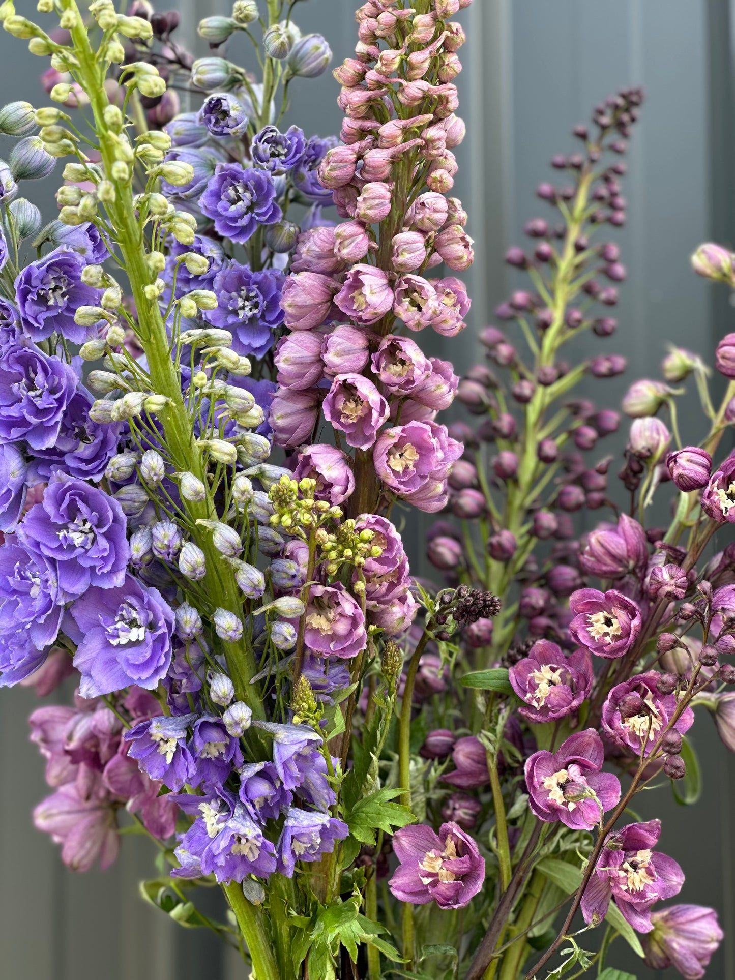 Delphinium