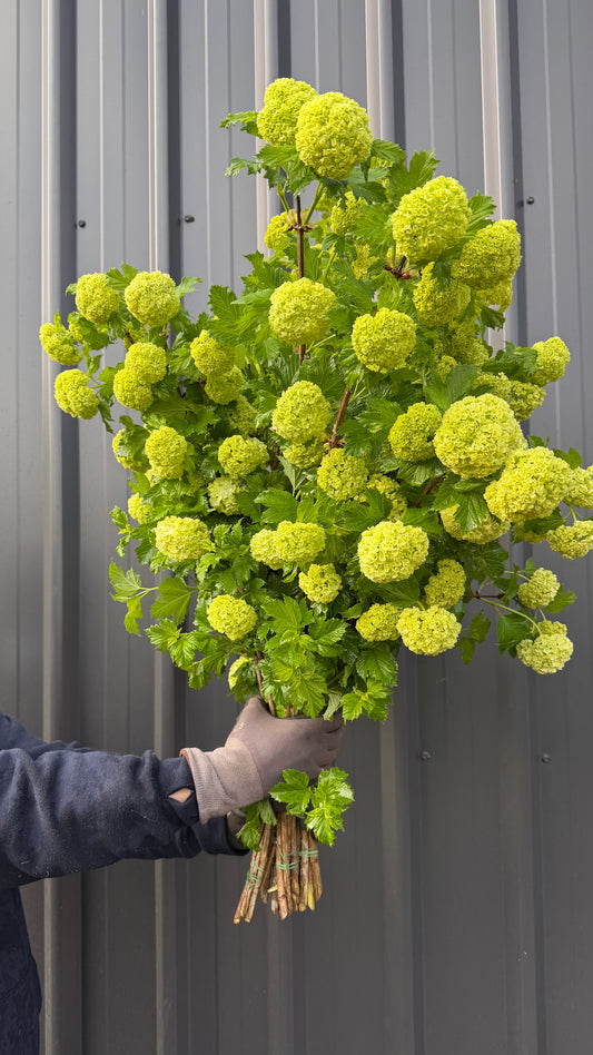 Snowball Viburnum