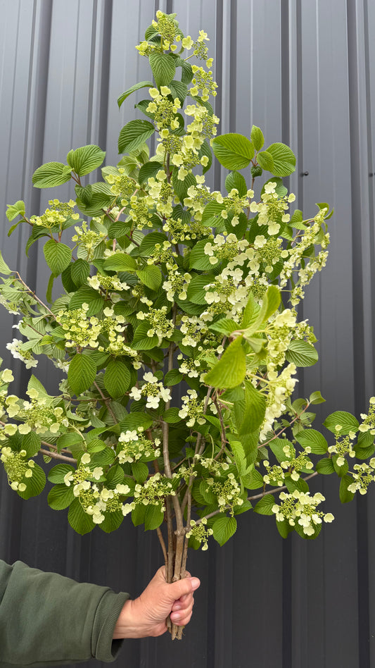 Lace cap Viburnum