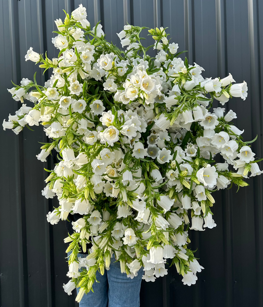 Canterbury Bells