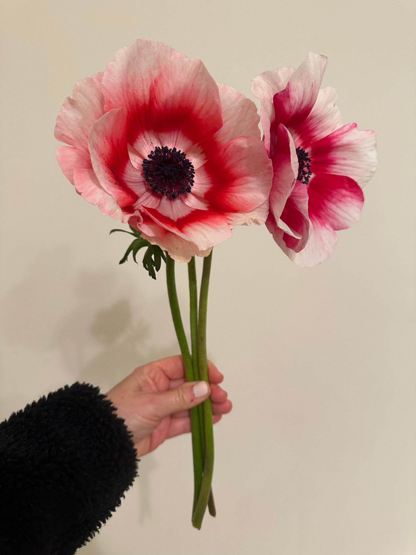 Anenome