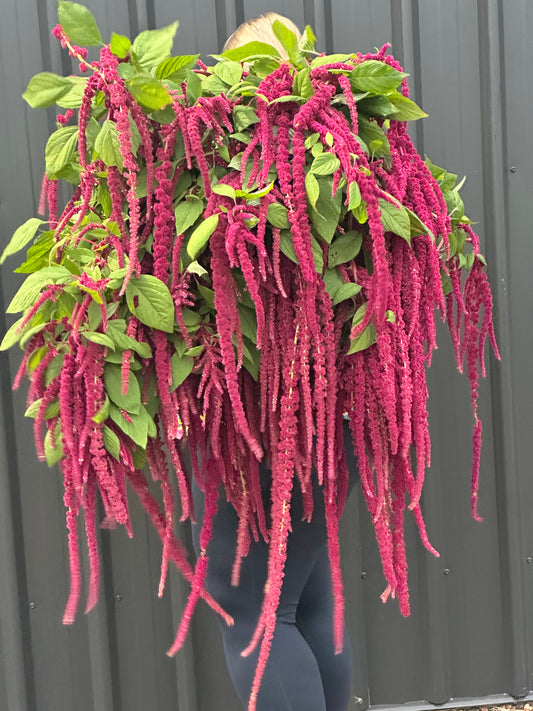 Amaranth