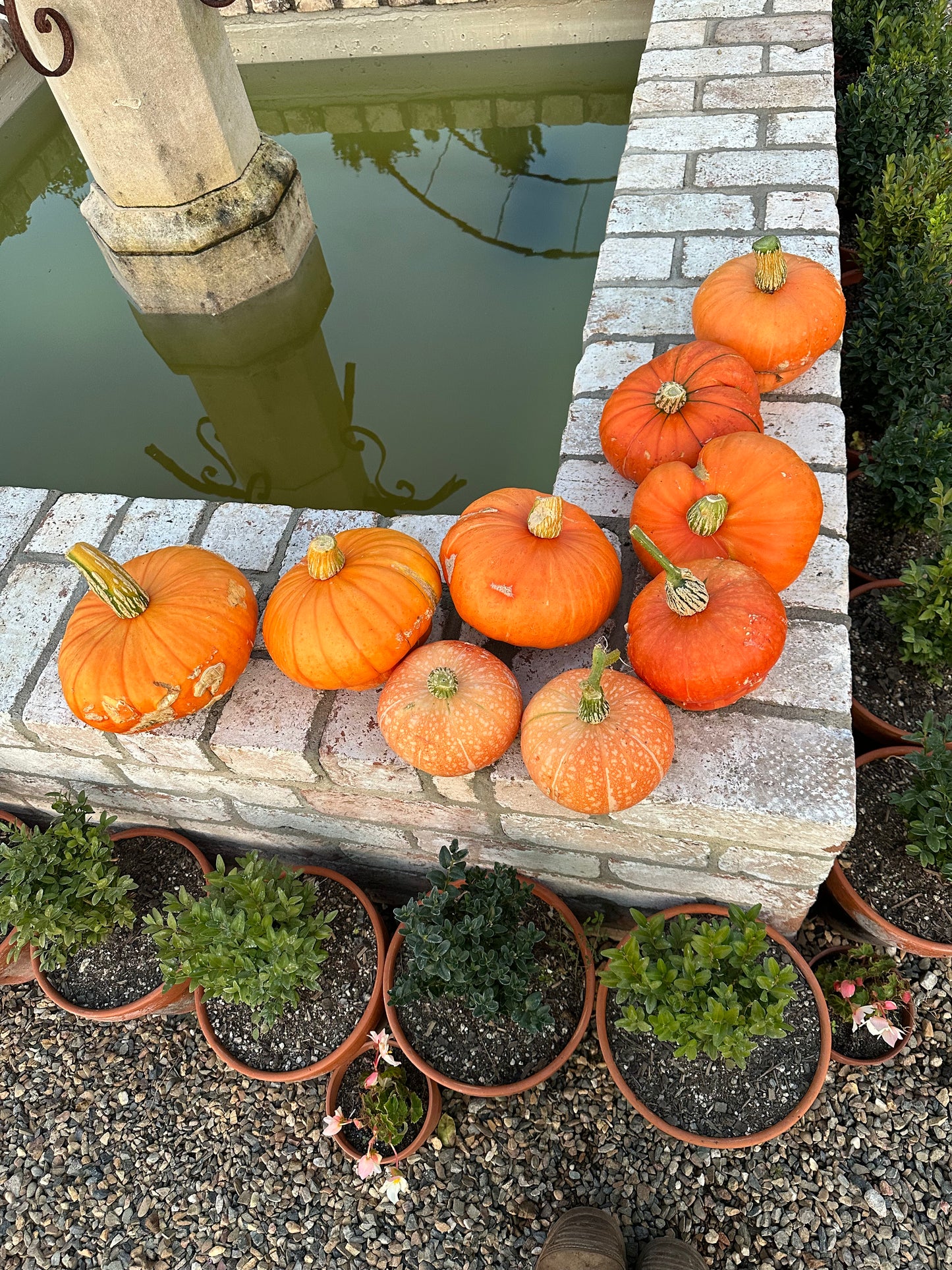 Pumpkin