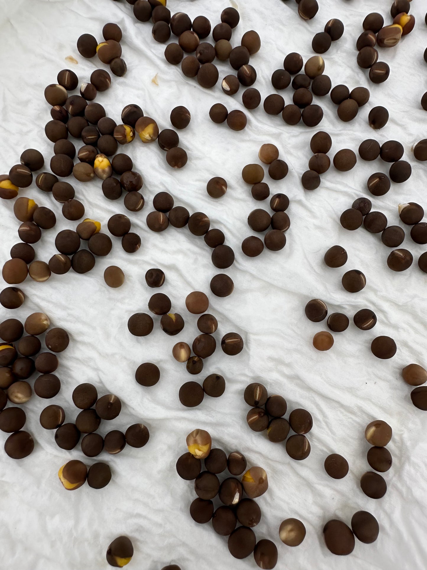 Hiko Growing Tray & 4 x Sweet Pea Seeds Packs