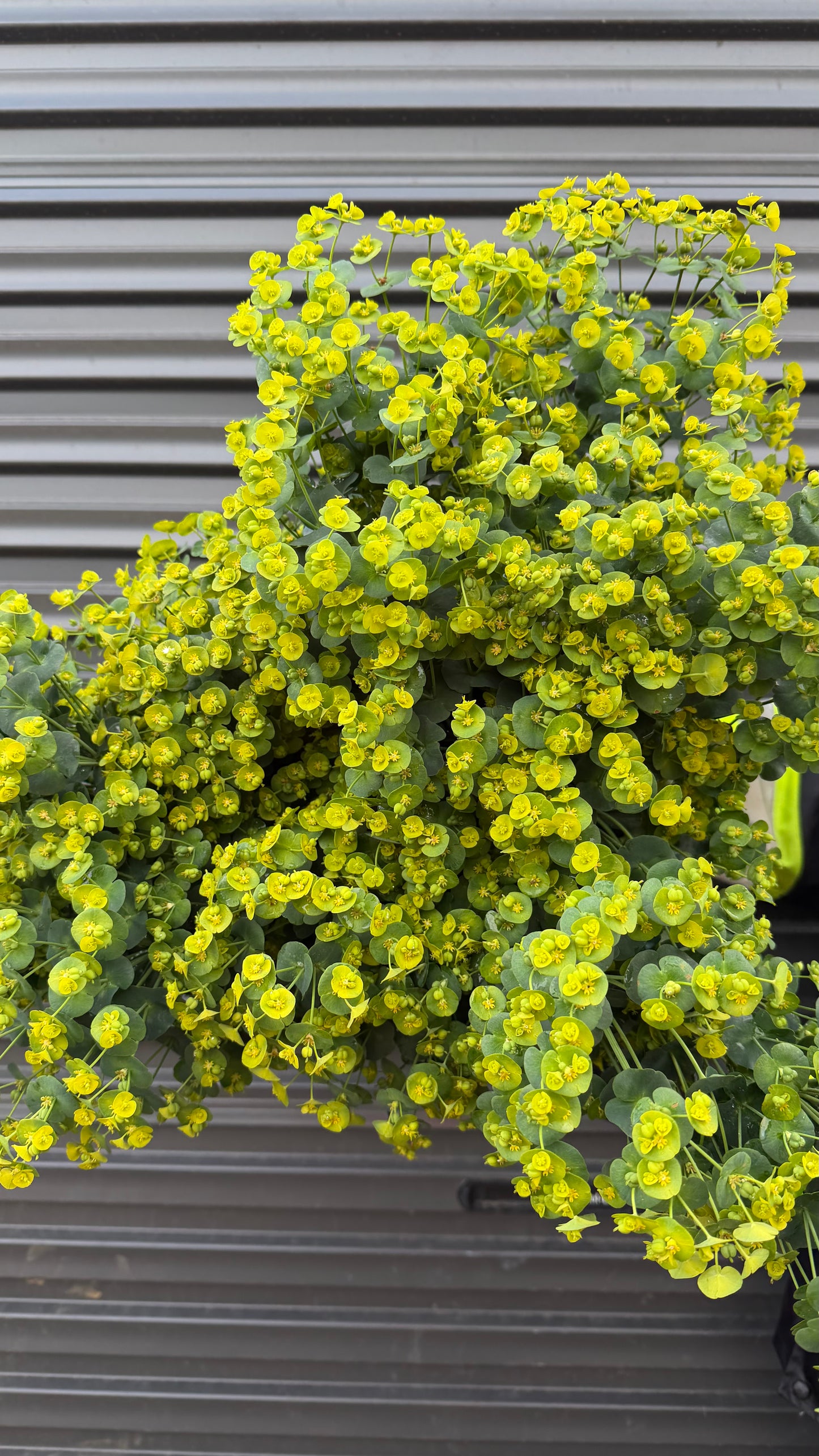Euphorbia
