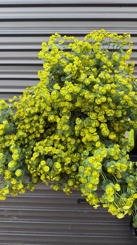 Euphorbia