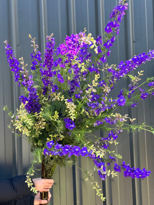Larkspur