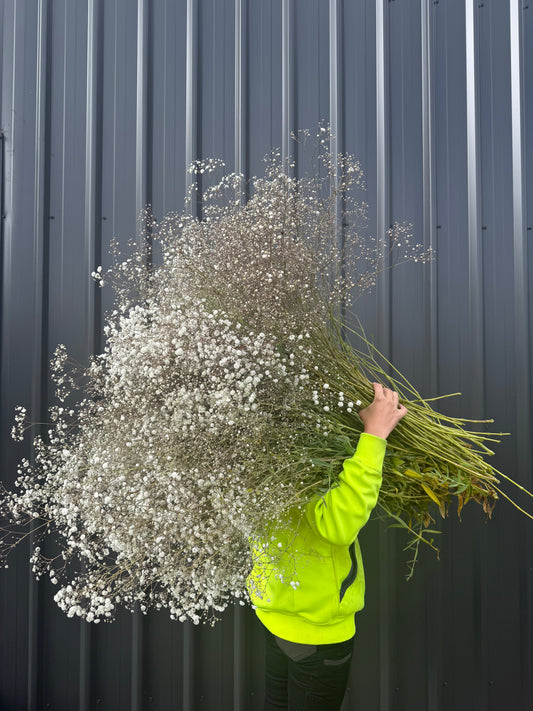 Baby’s breath