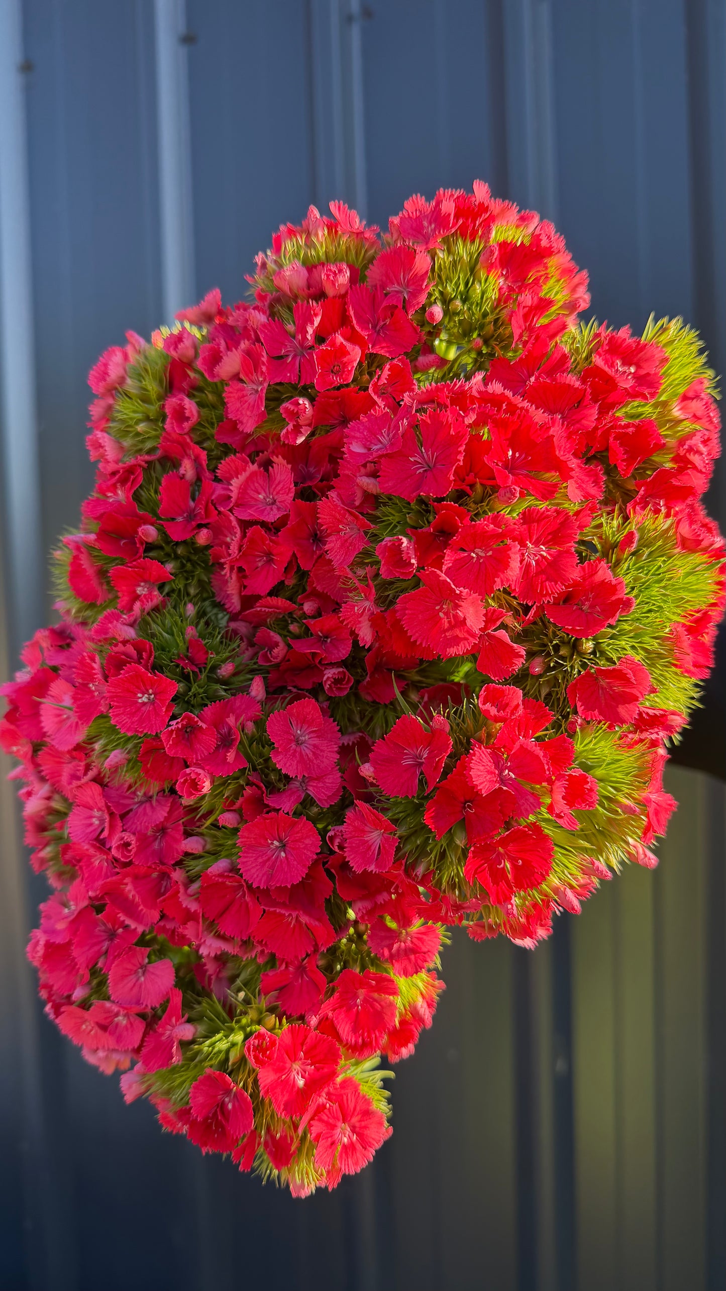 Sweet William