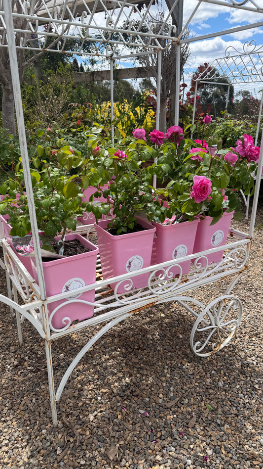 David Austin Roses Pot