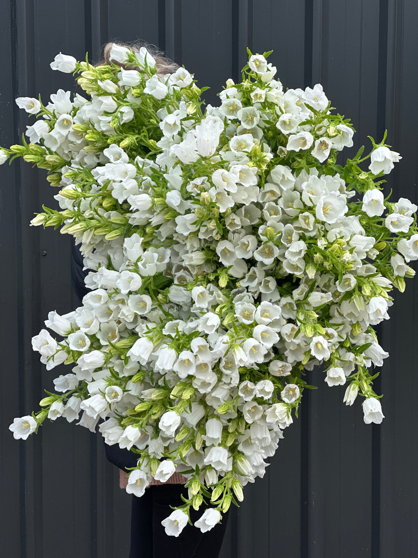 Canterbury Bells