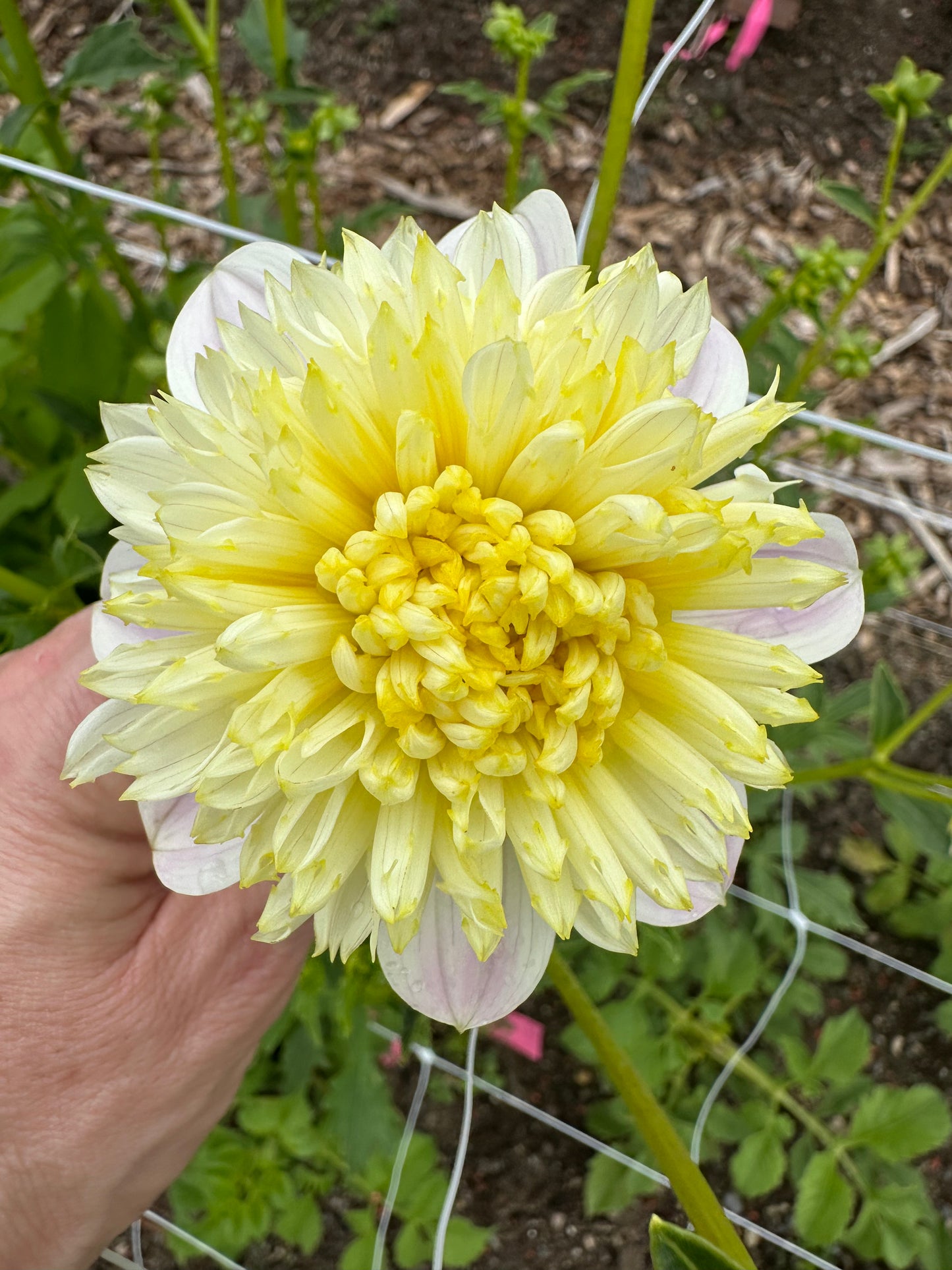 Dahlia Tubers