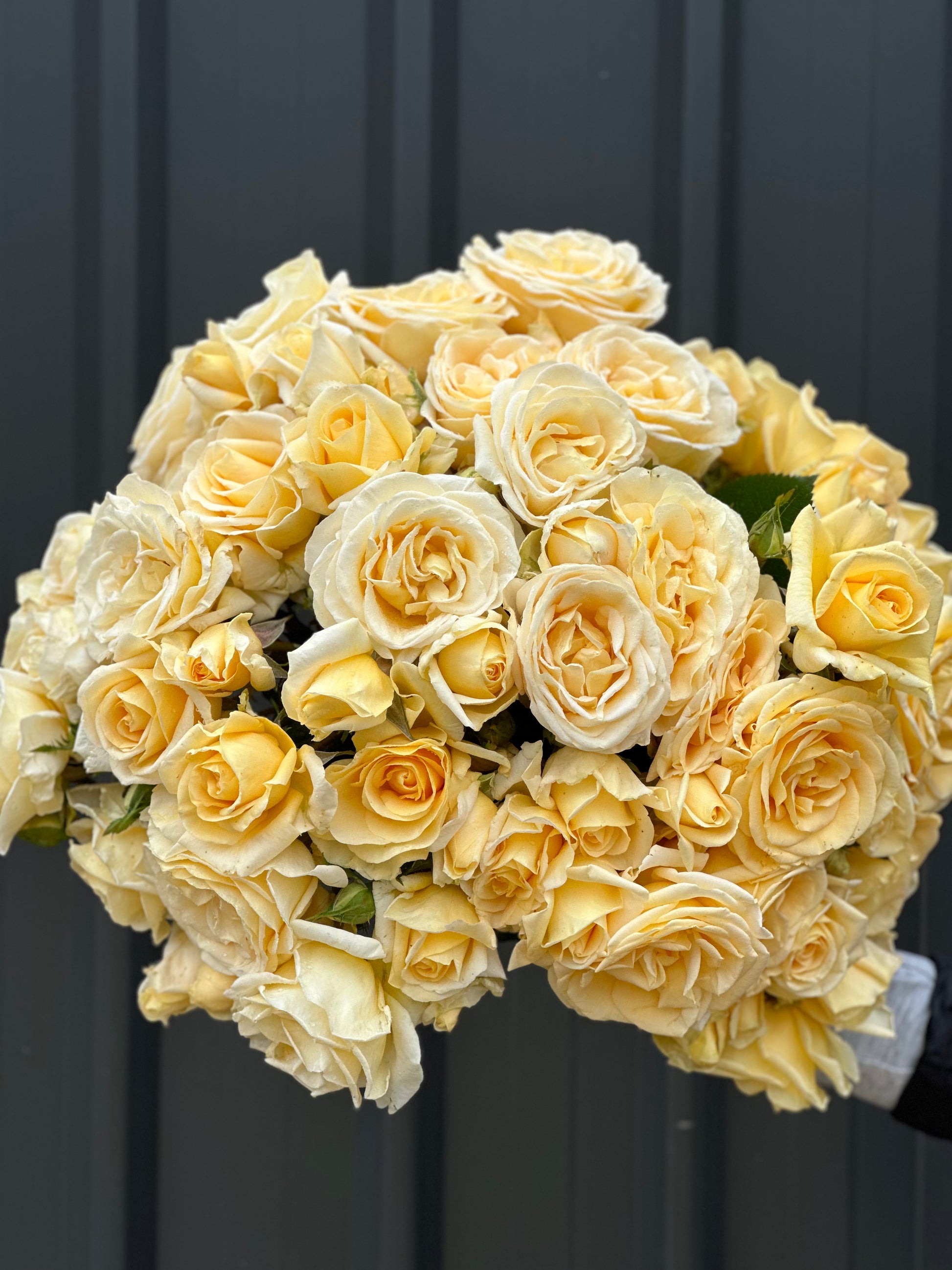Owl Grove Roses Roses – Oxley Hill Farm Flowers