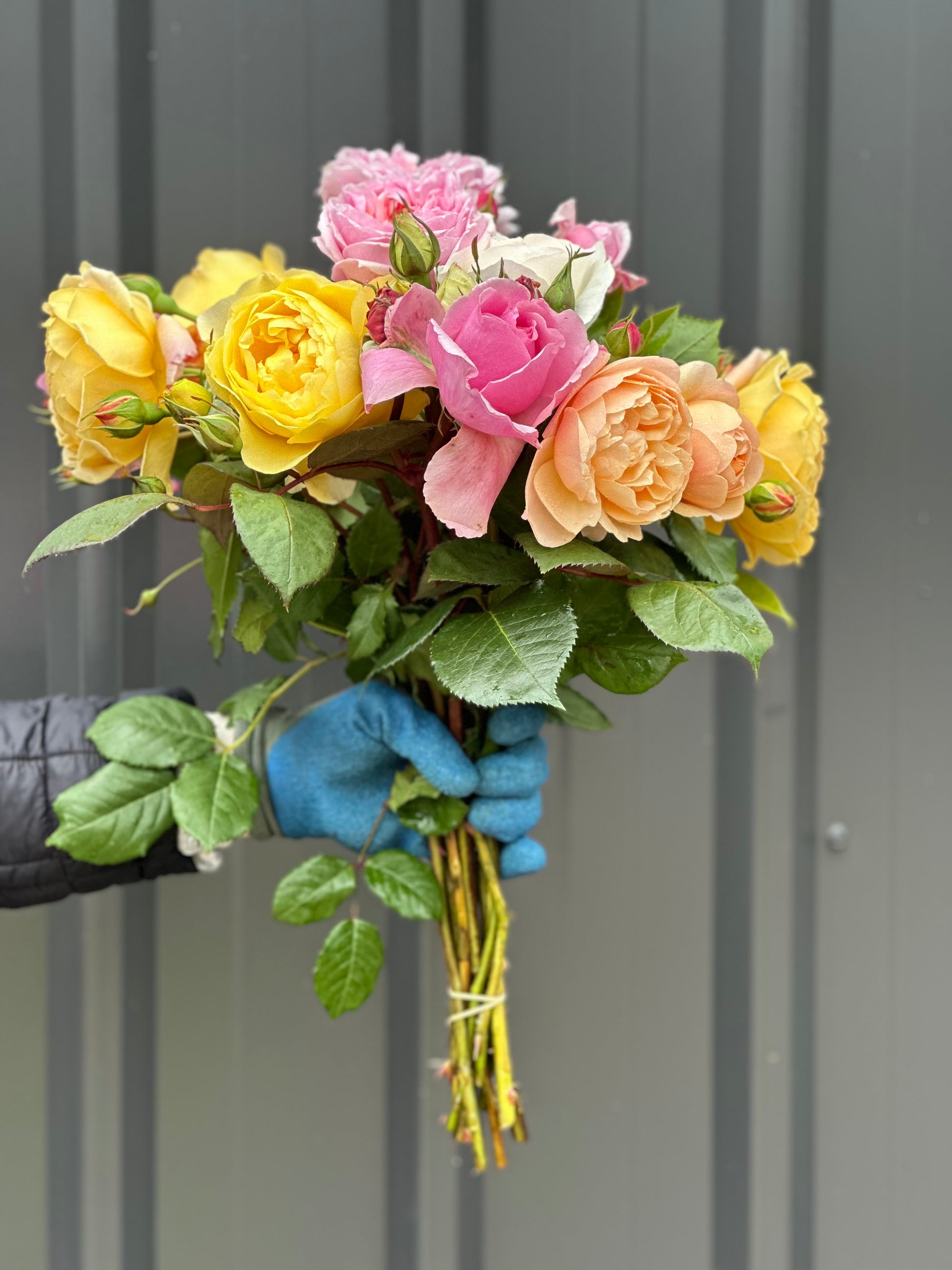 Owl Grove Roses Roses – Oxley Hill Farm Flowers
