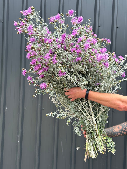 Dusty Miller