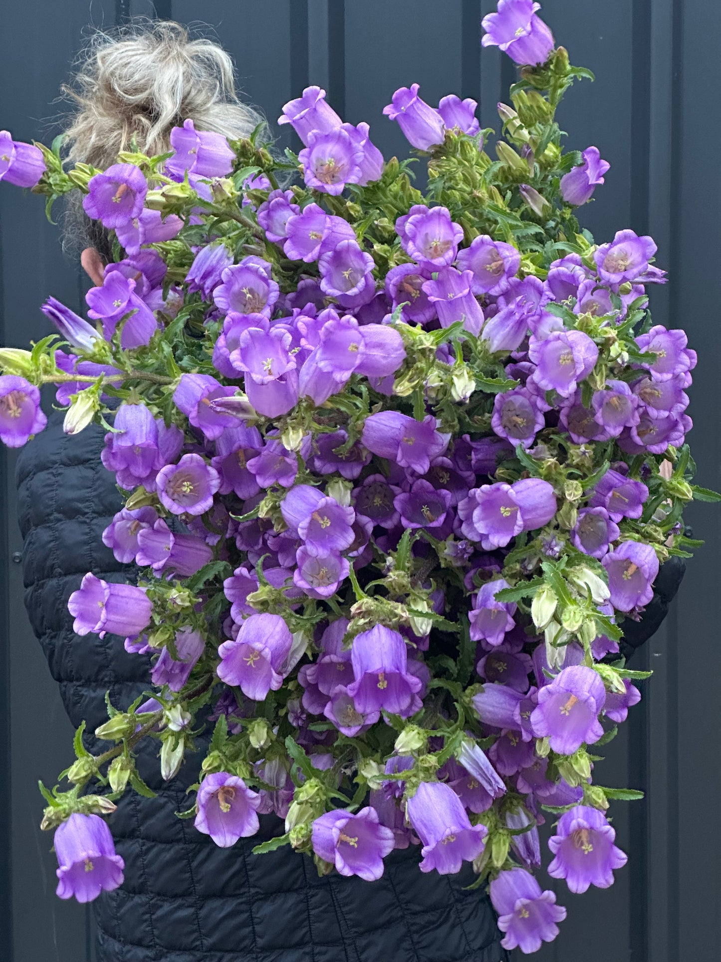 Canterbury Bells