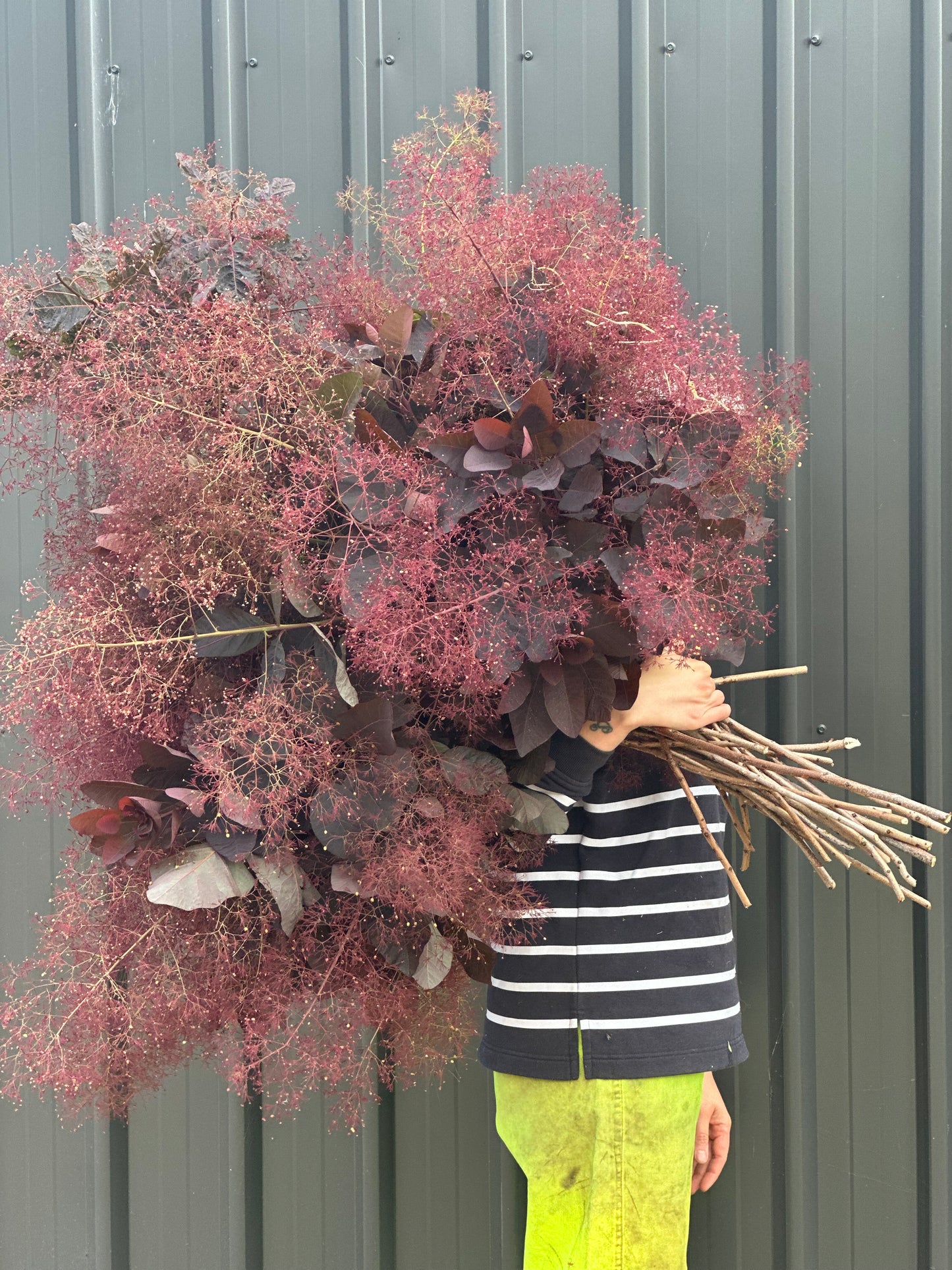 Smokebush