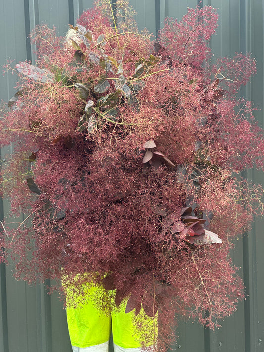 Smokebush